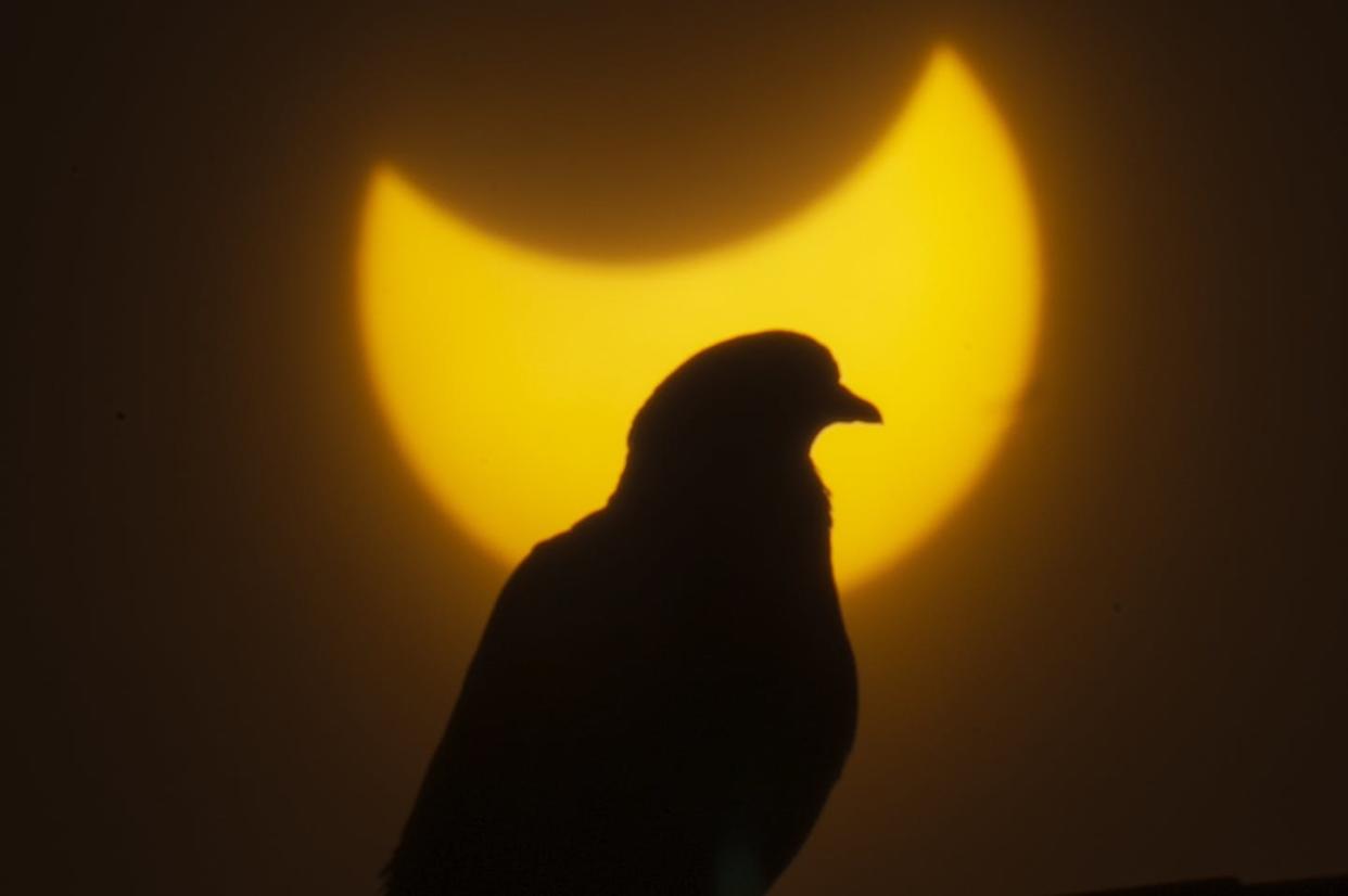 Birds use light as a cue, so what happens when it gets dark during the day? <a href="https://newsroom.ap.org/detail/LebanonSolarEclipse/9039d910c78b41a0a4ae0527a4016ad5/photo?Query=eclipse%20bird&mediaType=photo&sortBy=&dateRange=Anytime&totalCount=363&digitizationType=Digitized&currentItemNo=0&vs=true&vs=true" rel="nofollow noopener" target="_blank" data-ylk="slk:AP Photo/Hassan Ammar;elm:context_link;itc:0;sec:content-canvas" class="link ">AP Photo/Hassan Ammar</a>