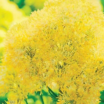 3) Yellow Meadow Rue