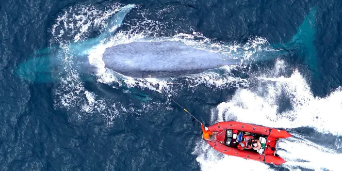 A red dingy boat follow a blue whale with a perch to attach the sensor onto its back.