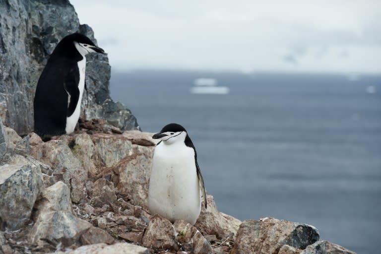 Chinstrap penguins are one of the species whose populations are decreasing