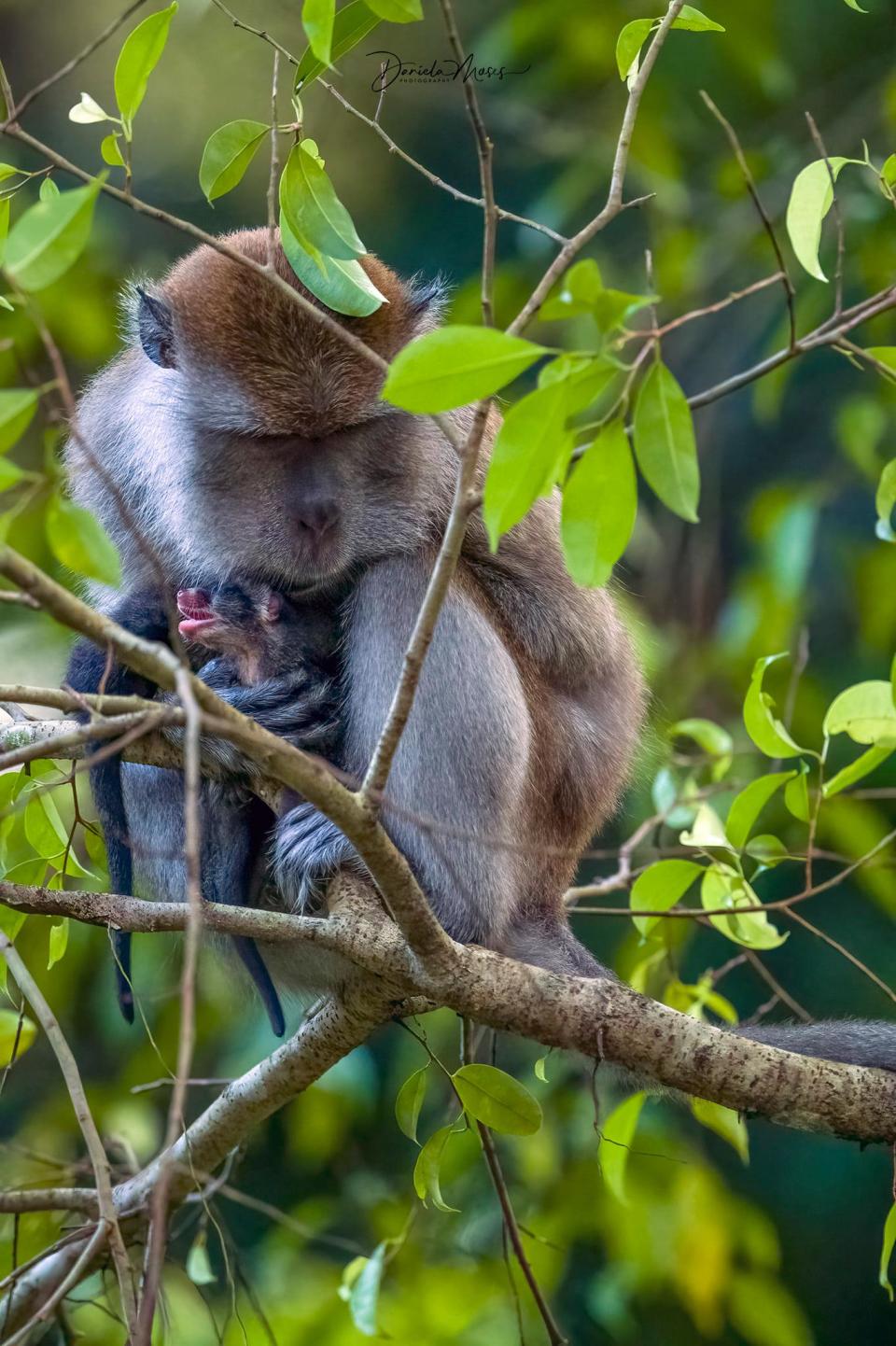 Facebook user Daniela Moses shared rare pictures of a long-tailed macaque that had captured baby common palm civets in Singapore, posted October 2021. (Photo: Daniela Moses)