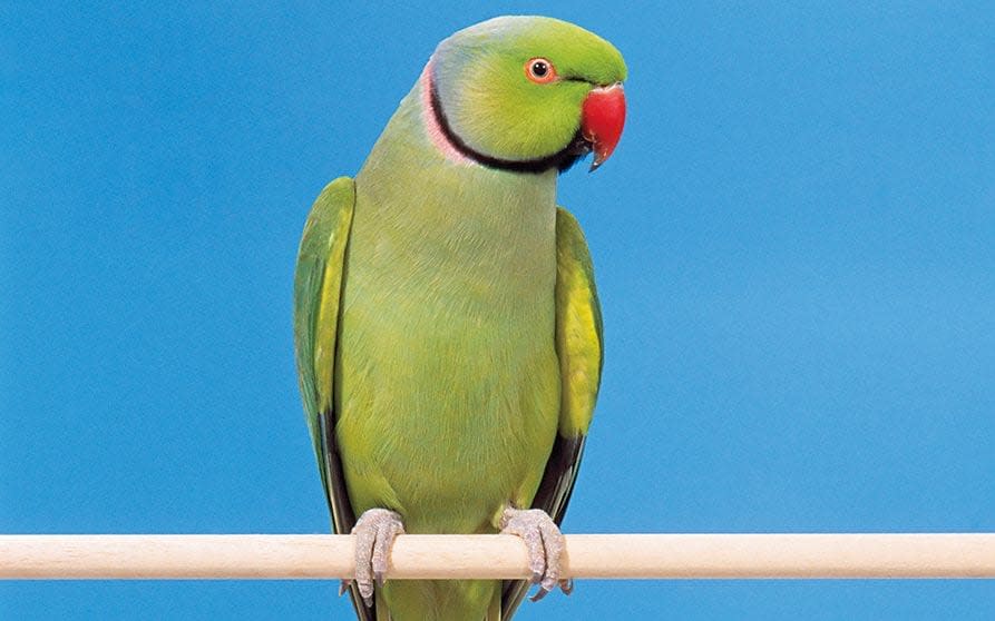 The ring-necked parakeet is causing havoc in Europe - they threaten crops and wildlife, they can go through a vineyard like wildfire and they can stove a sparrow's head in... - Ed Thompson