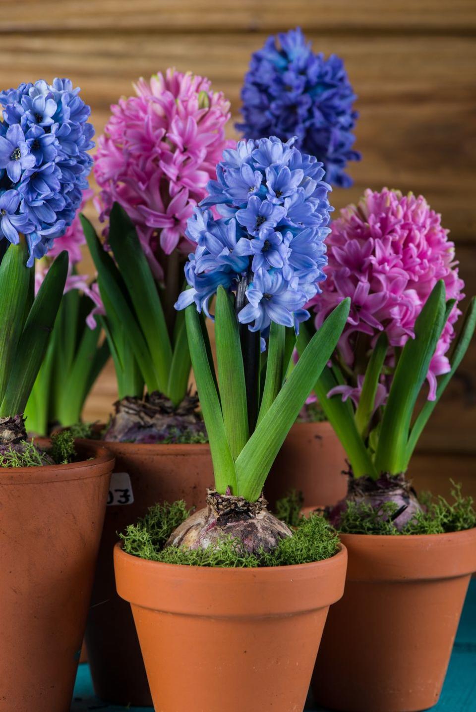 9) Hyacinth