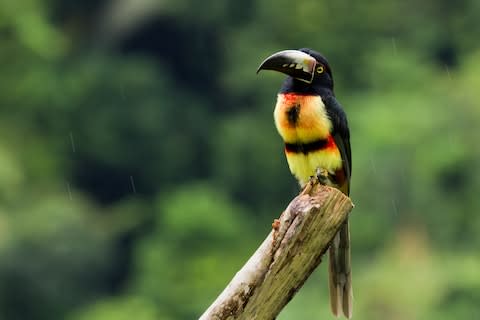 Belize offers uncrowded paradise - Credit: GETTY