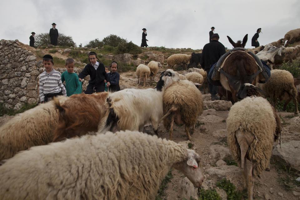 A Palestinian shepherd herds his flock while Ultra-Orthodox Jews collect water to make matza during the Maim Shelanoo ceremony at a mountain spring, near Jerusalem, Sunday, April 13, 2014. The water is used to prepare the traditional unleavened bread for the high holiday of Passover which begins Monday.(AP Photo/Dan Balilty)