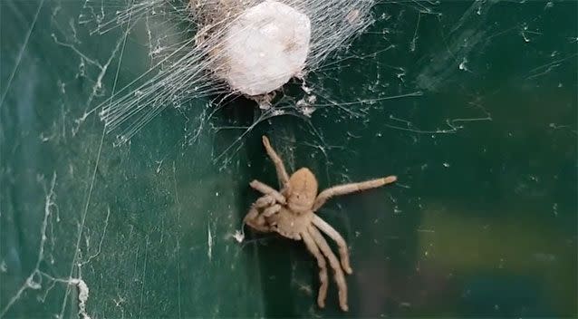 Hortense the Huntsman and her egg sac. Source: YouTube