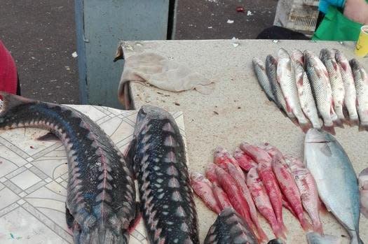 Sturgeon is being descaled for sale at an Eastern European fish market. Photo by George Caracas/World Wildlife Fund
