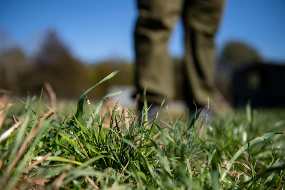 Debbie Webster, owner of Whispering Pines Farm in Seneca, S.C., stands on a patch of grass on the farm on Thursday, Feb. 15, 2024. Drought in South Carolina has stunted the growth of grass forcing Webster to supplement her livestock's diet with hay.