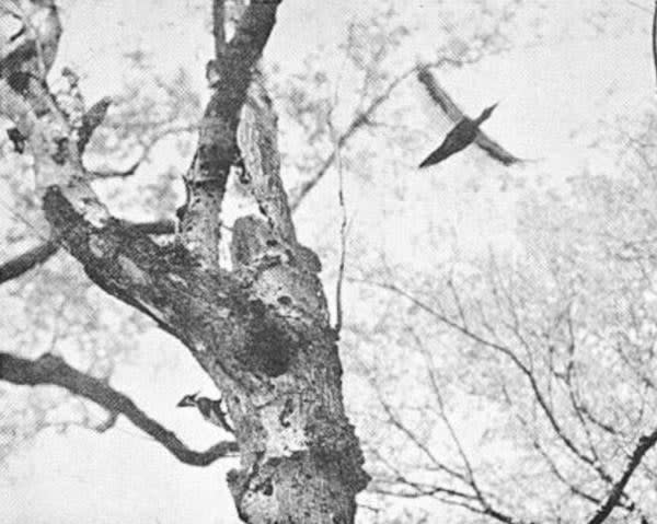 An ivory-billed woodpecker in flight in 1935.