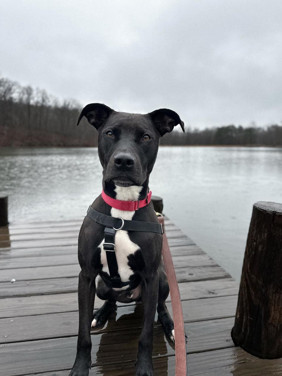 Cole, age 1, is a Retriever Mix available for adoption at Kentucky Humane Society