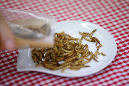 Edible mealworms are seen in Seoul, South Korea, August 8, 2016. Picture taken August 8, 2016. REUTERS/Kim Hong-Ji