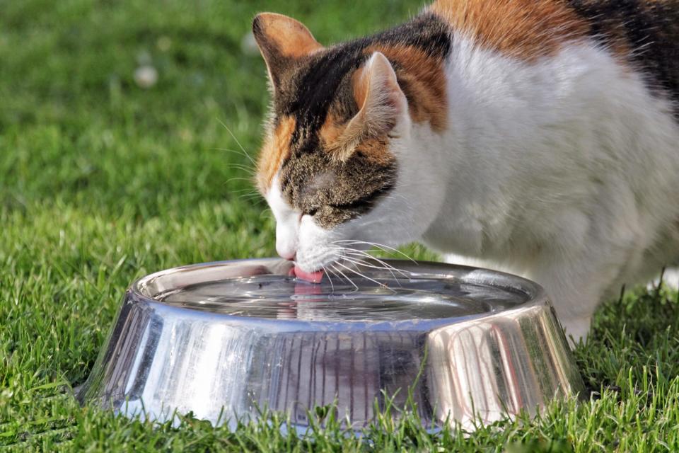 Cream calico cat drinks water out of metal bowl