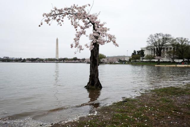 Cherry blossoms hit earlier peaks due to climate change