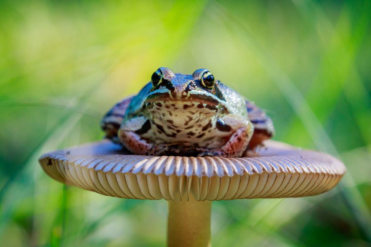 Northern Leopard Frog