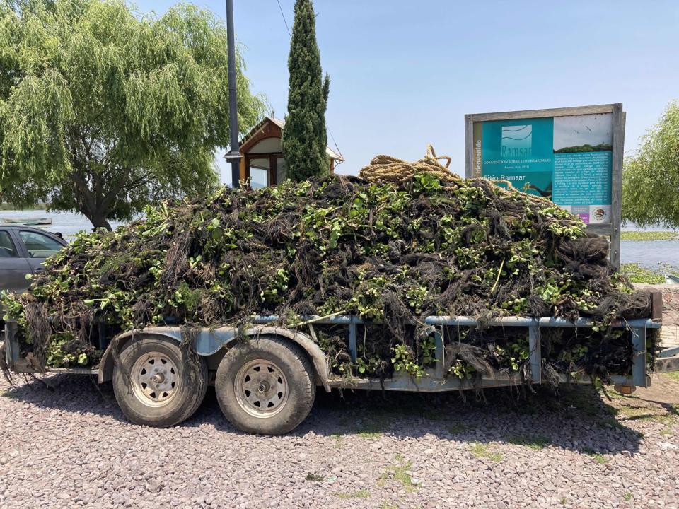 El lirio acuático que fue retirado de la laguna. Foto: Uriel Gámez.