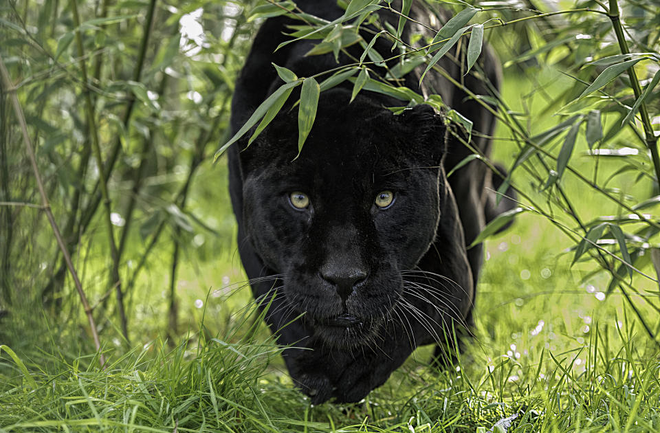 <em>On the loose – a black panther is thought to be on the loose in Scotland (Picture: Getty)</em>