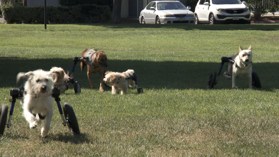 Five of Debbie Pearl's dogs use wheelchairs. But that hasn't hurt their ability to run – it has helped it. / Credit: CBS News