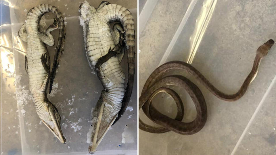 Two deceased crocodiles and a live snake were removed from the property in western Sydney.