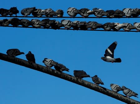 FILE PHOTO: Pigeons huddle together to keep warm in New York