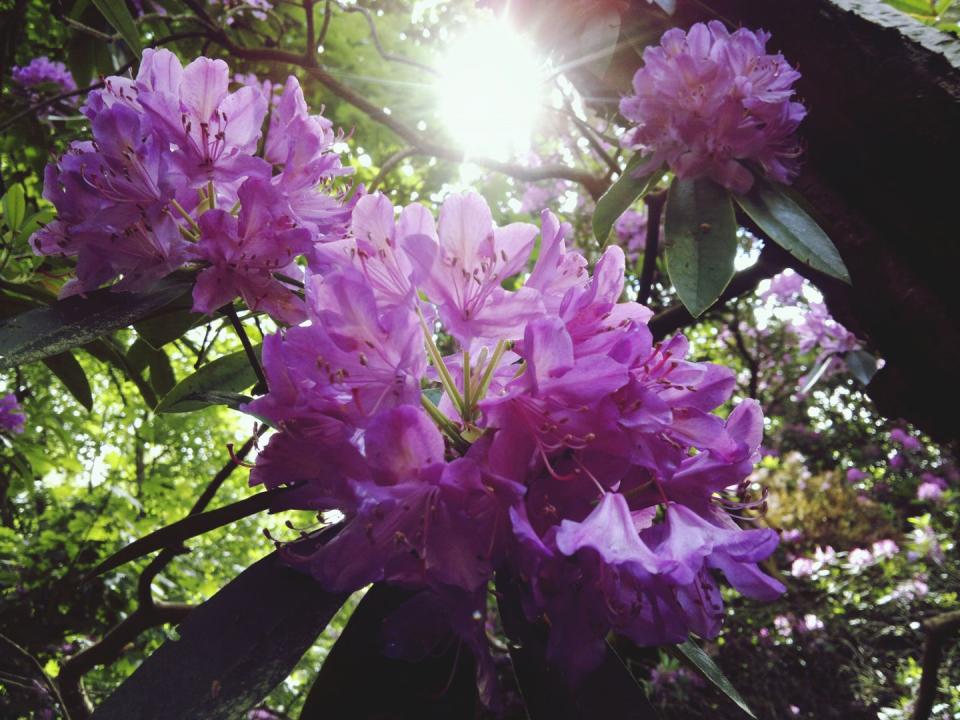 Flower, Flowering plant, Pacific rhododendron, Rhododendron catawbiense, Plant, Tree, Petal, Woody plant, Purple, Botany, 