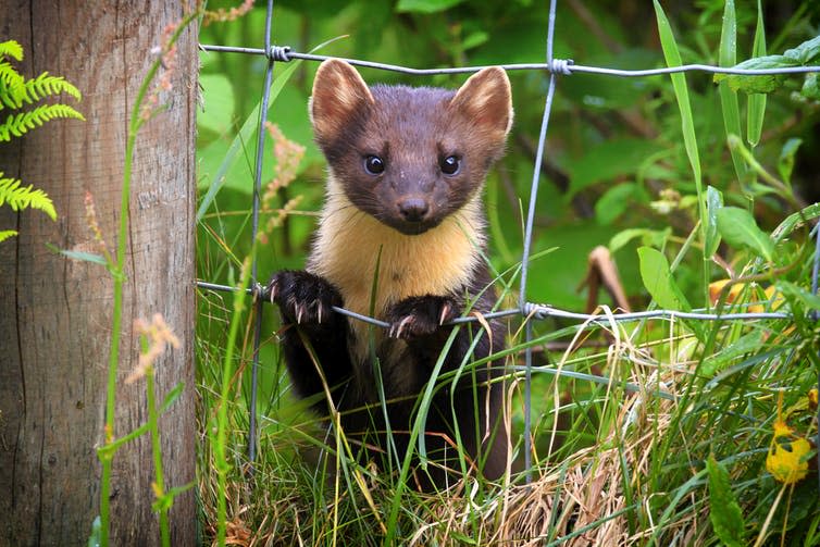 <span class="caption">Yet to appear in new camera trap footage, the elusive pine marten (<em>Martes martes</em>).</span> <span class="attribution"><a class="link " href="https://www.shutterstock.com/image-photo/pine-marten-martes-highland-scotland-107261963?src=YVOSSJ2n6WcdbqUKBu9UbA-1-7" rel="nofollow noopener" target="_blank" data-ylk="slk:Mark Caunt/Shutterstock;elm:context_link;itc:0;sec:content-canvas">Mark Caunt/Shutterstock</a></span>