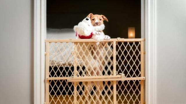 Puppy Proofing: How To Make Your Home Safe For Your New Puppy - DogTime