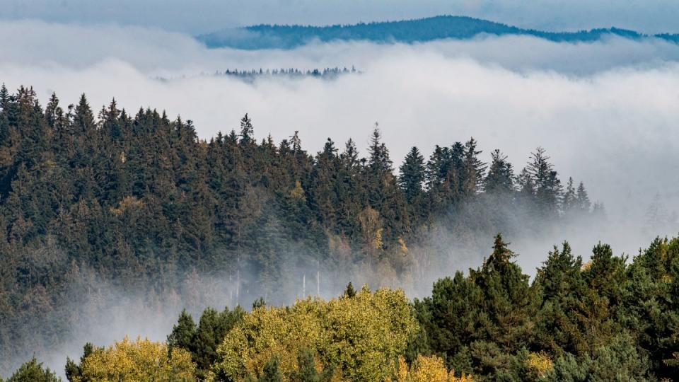 Umweltverschmutzung, intensive Land- und Forstwirtschaft, Ausbreitung der Wohngebiete: Die Natur in Europa ist bedroht.