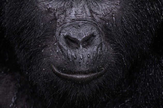 <p>Vainqueur catégorie &quot;Portraits d'animaux&quot;. Majed Ali, pour sa photo d'un gorille des montagnes qui ferme les yeux sous la pluie.</p>