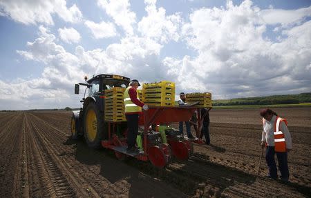 Workers planting pumpkins at Poskitts farm in Goole, Britain May 23, 2016. REUTERS/Andrew Yates