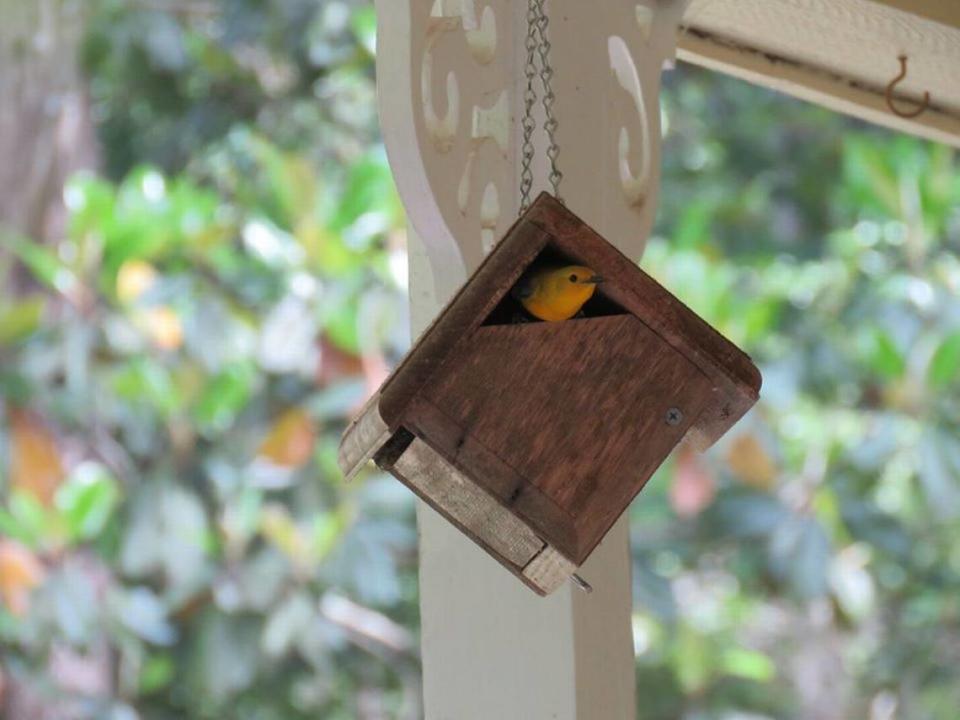 A Prothonotary Warbler looks out from a bird house during Audubon Florida’s Earth Day birdathon on April 22, 2020.