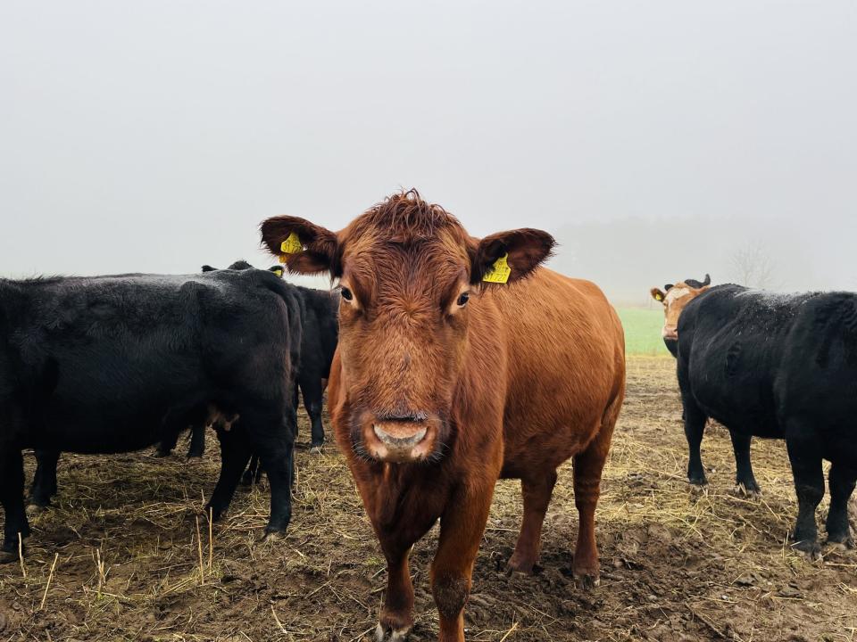 250 Rinder leben auf Schäkels Bio-Ranch auf. - Copyright: Christine van den Berg