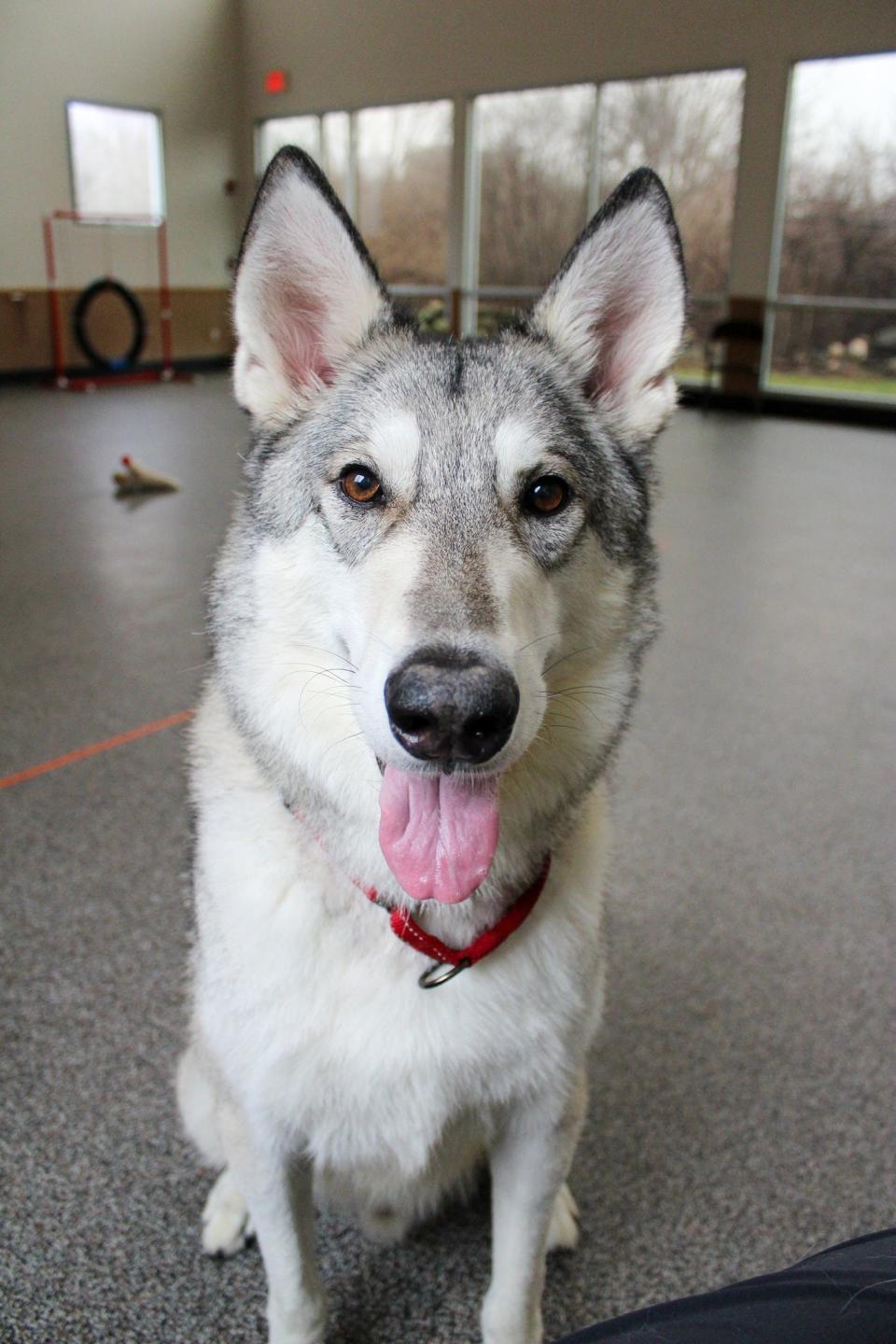 It's illegal to keep a wolf hybrid as a pet in Rhode Island so the Potter League is trying to find Zeus a good home in a state where it's allowed. The two closest are Vermont and New Jersey, according to the Potter League.