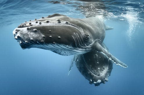 <span class="caption">Humpback whales (_Megaptera novaeangliae_) frolicking at the ocean surface.</span> <span class="attribution"><a class="link " href="https://www.naturepl.com/blog/" rel="nofollow noopener" target="_blank" data-ylk="slk:Tony Wu/WWF;elm:context_link;itc:0;sec:content-canvas">Tony Wu/WWF</a>, <span class="license">Author provided</span></span>