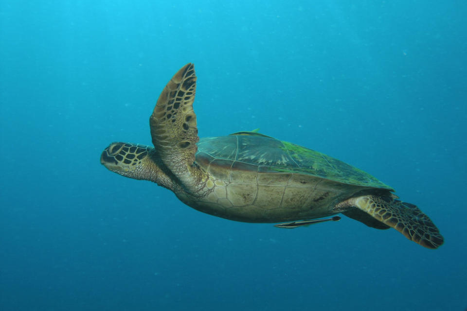 A sea turtle swimming in the ocean (Picture: PA)