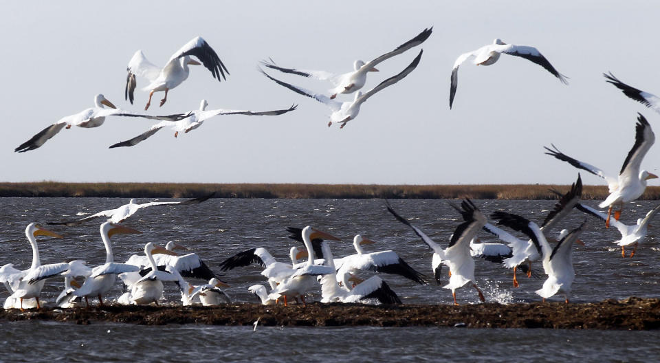 Migratory white pelicans take off from the shoreline of an island battered by oil from the BP oil spill in December 2010, in Barataria Bay, Louisiana. Recent Trump administration moves will put birds further at risk from various environmental dangers. (Photo: Mario Tama via Getty Images)