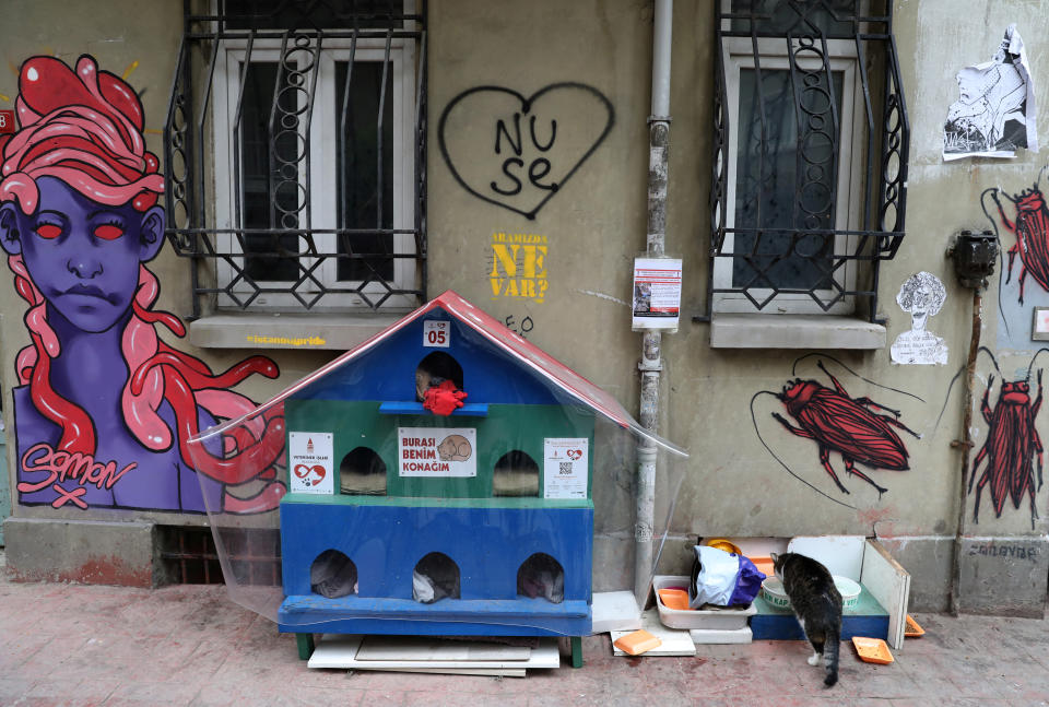 Cat house on the street