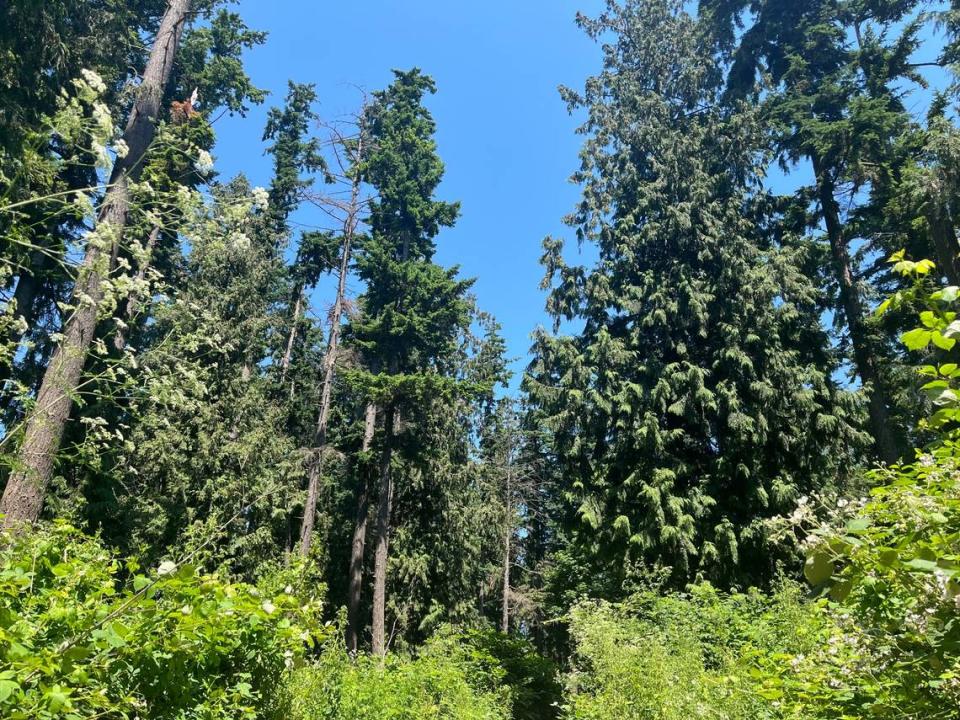 327 trees stand to be removed from the proposed site of a townhome development along Meridian Street in Bellingham, Wash. A petition was started to limit the tree removal.