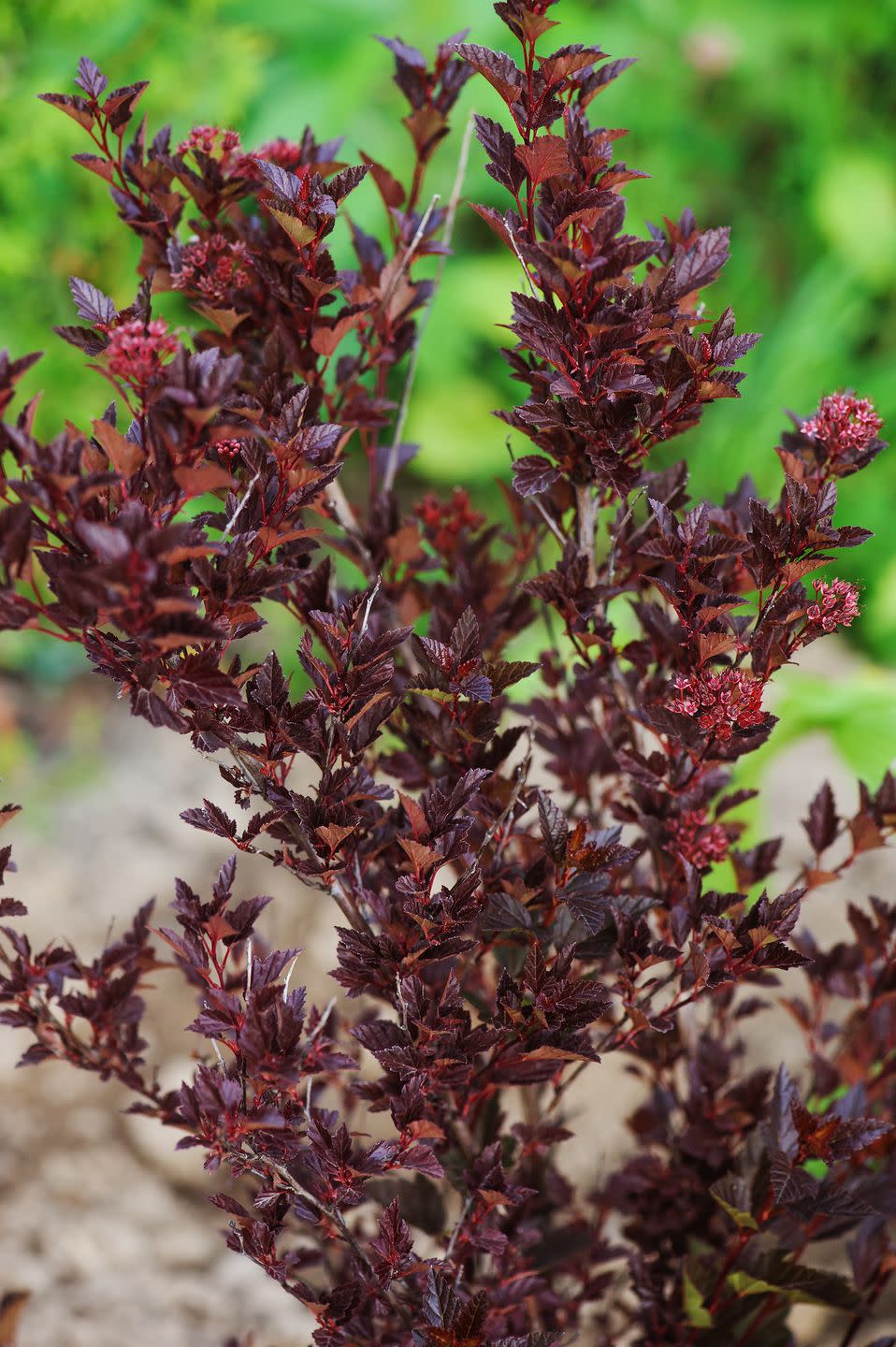 dwarf ninebark small shrubs