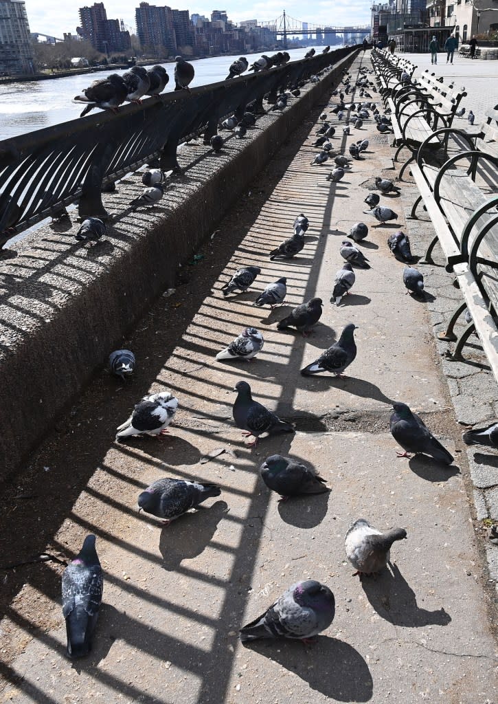 The birdbrained scene at Carl Schurz Park at East 86th Street and<br>East End has gotten so nightmarish, locals have taken flight. Helayne Seidman