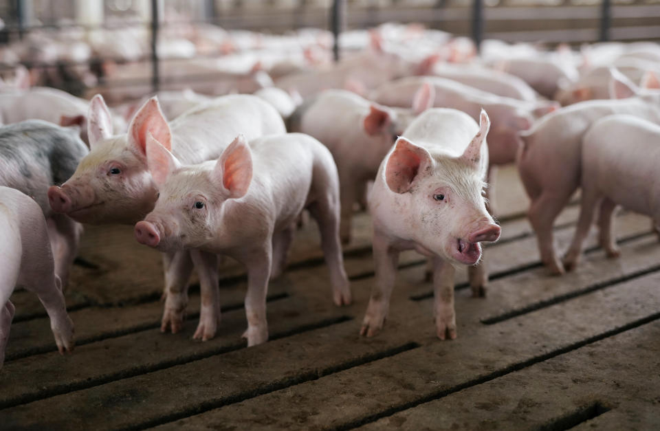 A pen of young pigs is seen during a tour of a hog farm in Ryan, Iowa, U.S., May 18, 2019. Picture taken May 18, 2019.  REUTERS/Ben Brewer