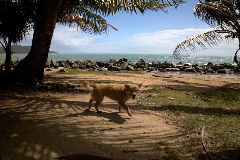 An abandoned dog on Dead Dog Beach in 2009.
