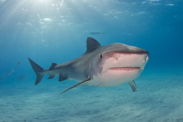 human head and leg found in belly of tiger shark