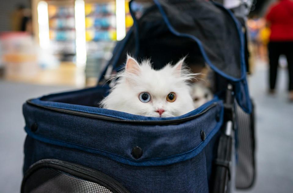 Ob eine Katze im Haus oder im Freien lebt, kann einen großen Einfluss auf ihre Lebenserwartung haben. - Copyright: Prapass Pulsub/Getty Images