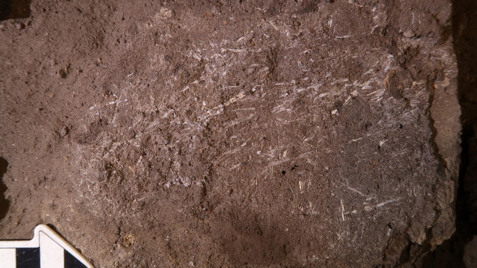 The 200,000-year-old fossilised grass fragments at the Border Cave