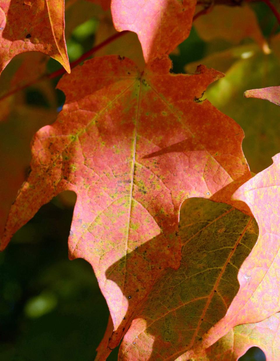 Fall foliage colors seen at Veterans Memorial Park in Jewett City in October 2019.