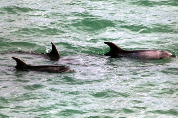 Dolphins protect swimmer from shark