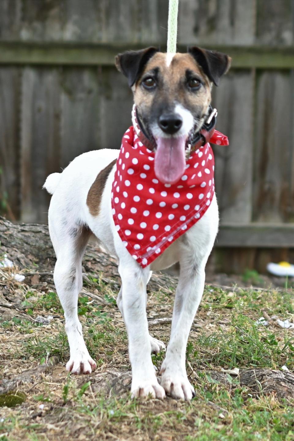 Jack, 5 years old, is a Jack Russell Terrier available for adoption at the Kentucky Humane Society