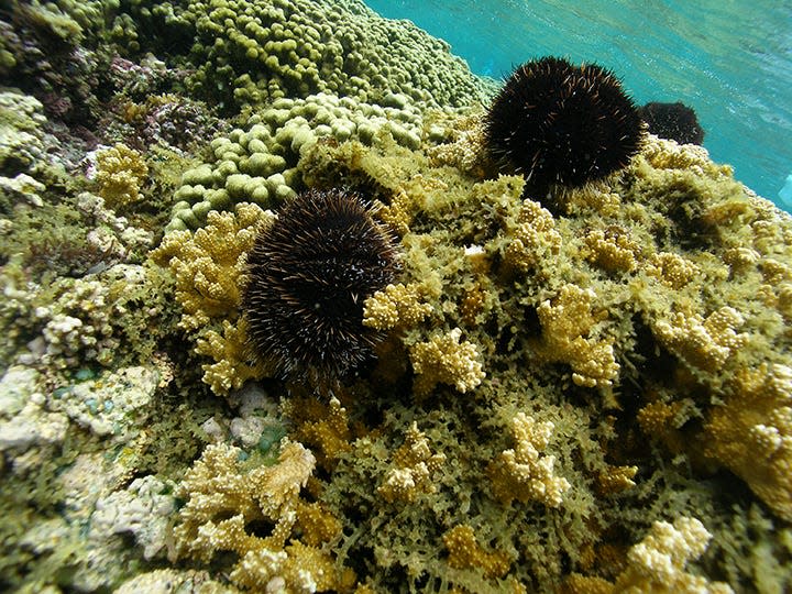 Invasive algae on a coral reef in Hawaii