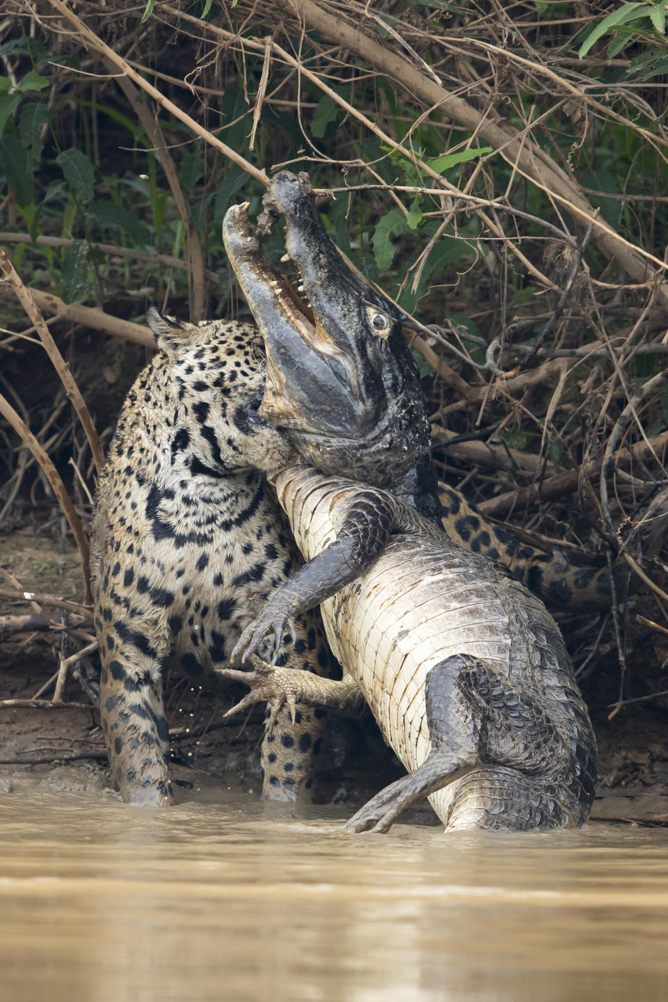 Caimans form a large part of the jaguar's diet in the Pantanal but battles such as this are very rarely observed and seldom photographed.