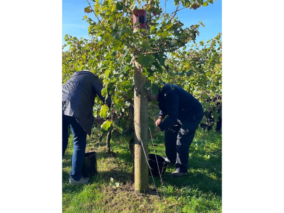 Winemakers will guide you through how they hand-select the best grapes (Tinwood)